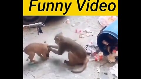 Dog funny victory