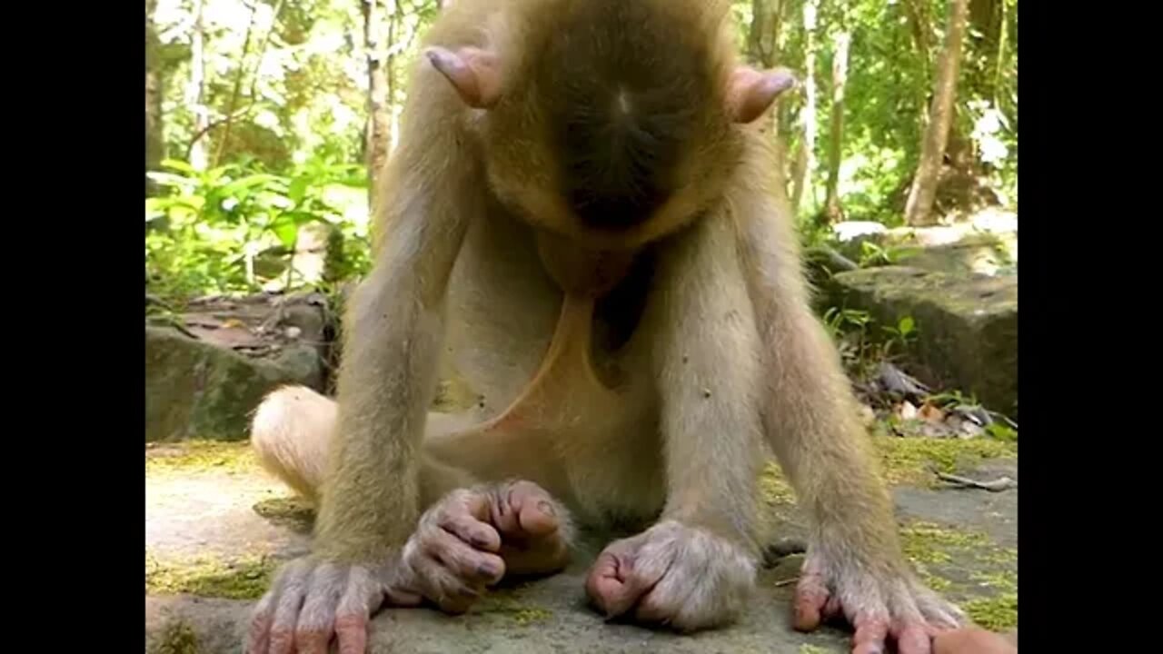 Tente não Rir , engraçado macaco sonolento sentado na rocha