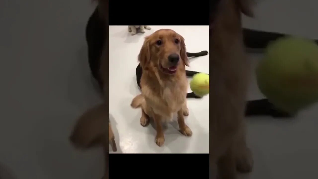 Wee #foryou #foryoupage #funny #viral #wee #animals #funnyvideo #fun#fypage #funnyanimals