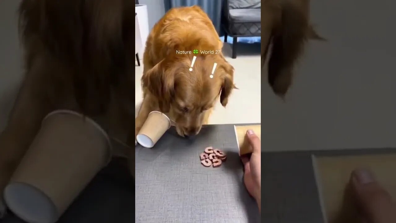 Smart Dog