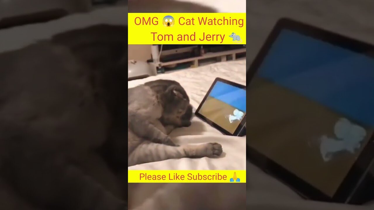 OMG😱 Cat Watching Tom And Jerry 😂 || Cat Funny Video 🤣