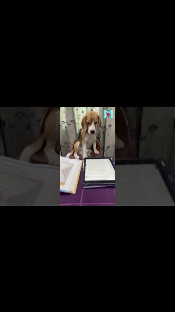 This is me before the exams😵 #shorts #funnydogs2022