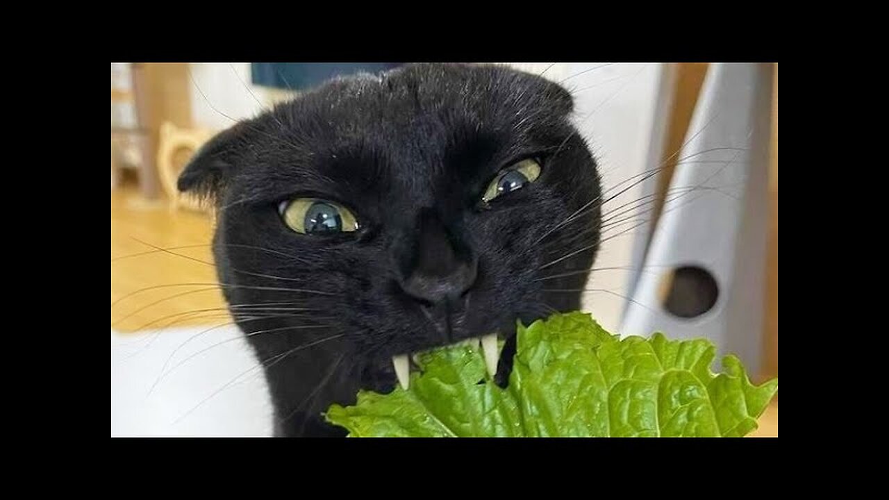 Funny animals - Funny cats / dogs 2023