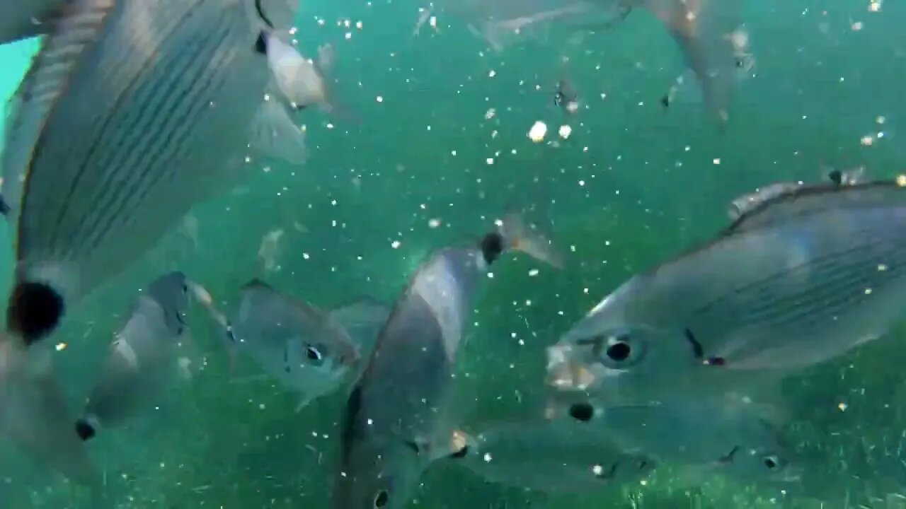 Fish eating frenzy shot underwater