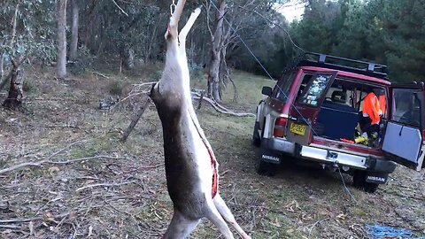 Fallow Deer taken at Guys Forest