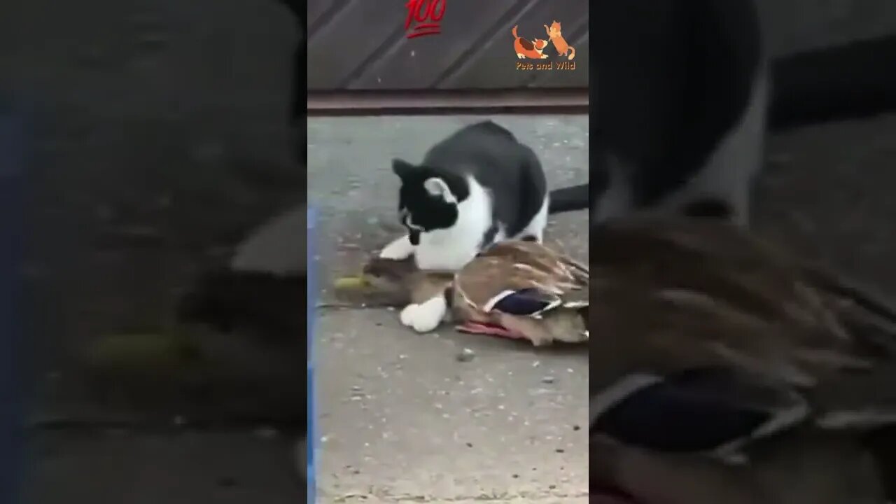 🦢duck caught by the cat 😹duck flies away after trap😹#cats #cats2022 #duck #Petsandwild