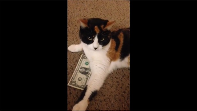 Frugal feline refuses to give up dollar bill