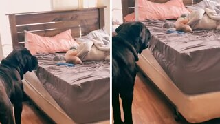 Dog Determined To Wake Up Toddler For Playtime