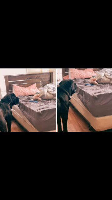 Dog Determined To Wake Up Toddler For Playtime