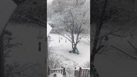 Morning Snow Showers