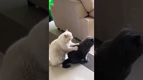 Marque aquela pessoa que é ótima na massagem igual esse gatinho #sustentabilidade #ekological