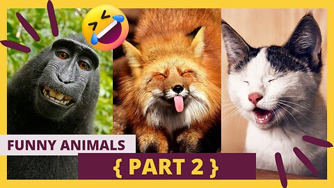 Funny Animal Videos 😍 ||Best Funny Cat Videos 🤣