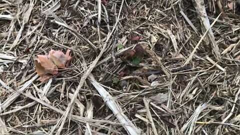 A lot of excitement about deer turds!