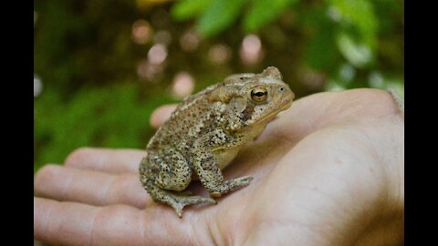 What a Natural beautiful frog jumping #New