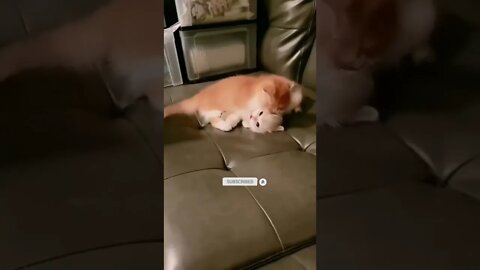 cute cat videos 😹 funny videos 😂
