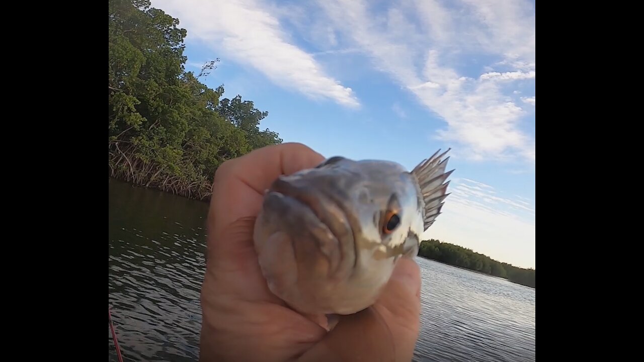 When you shouldnt catch fish, But do