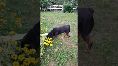 Gorgeous Female Rottweiler #Shorts #rottweiler 💖