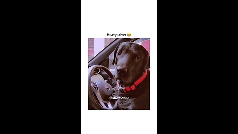 Cute Labrador Dog Driver