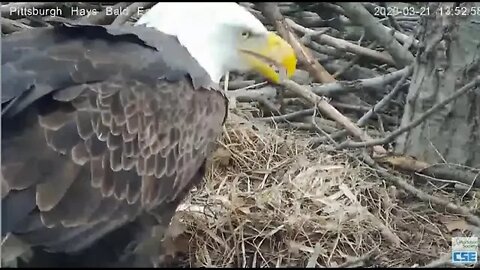 Hays Eagles H11 first feeding by Mom 2020 03 21 153pm