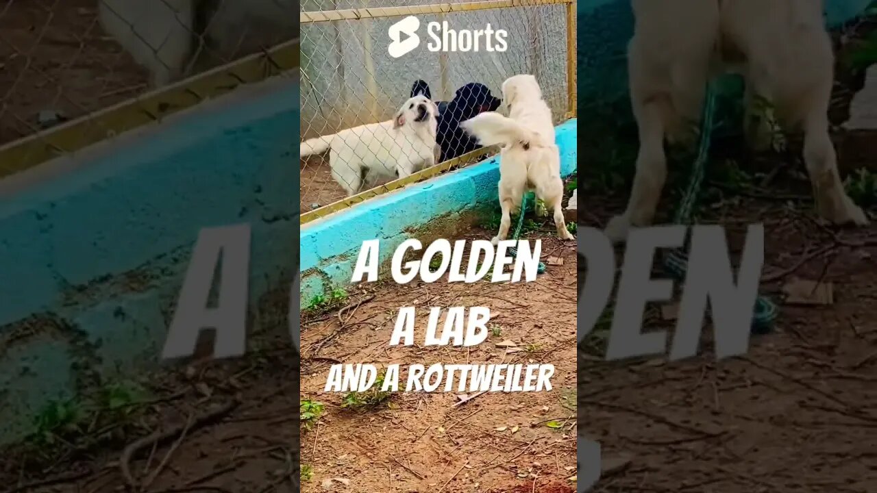 @ Wags&Wonders Pet Boarding In Bangalore. #shortscreator #labrador #rottweiler #goldenretriever