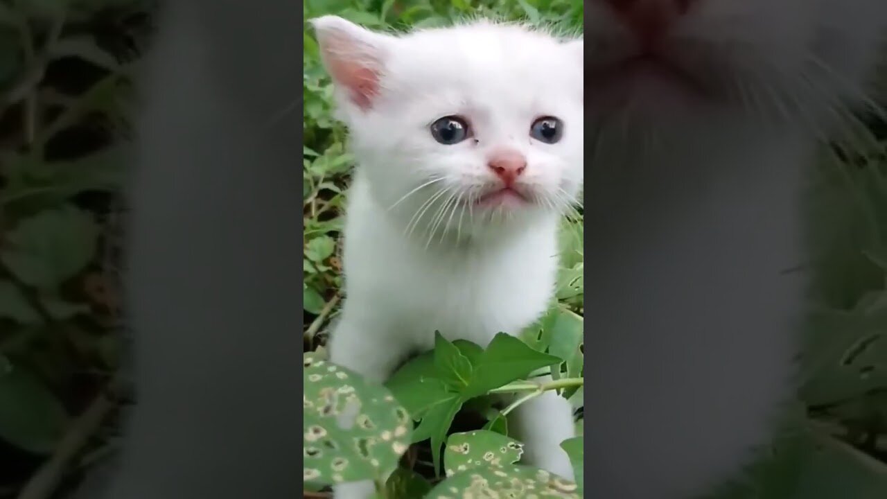 cute kitten 🐱❤❤