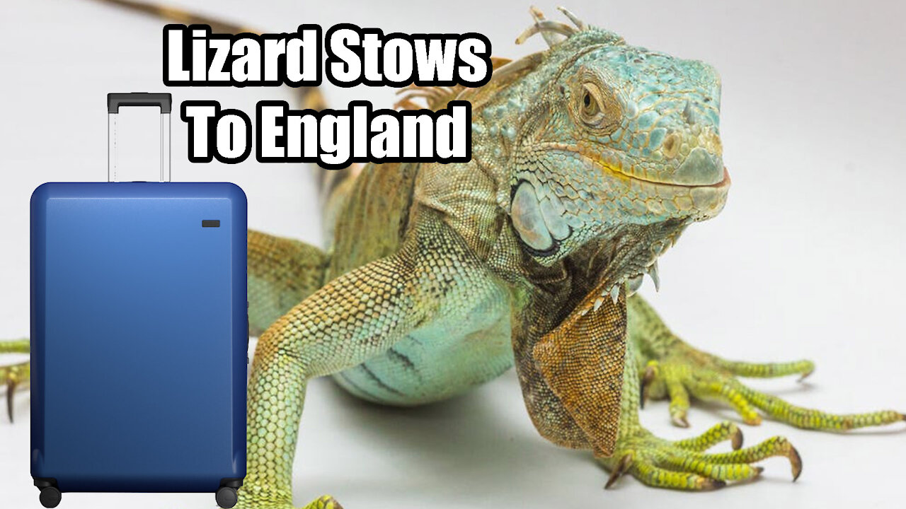 Florida Lizard stows away to England in suitcase