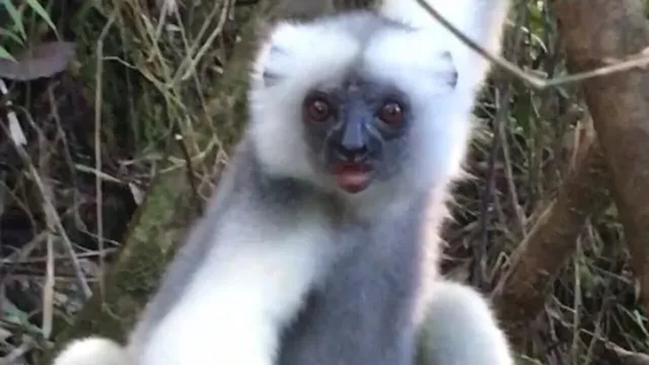 Silky sifaka, Marojejy, Madagascar