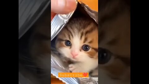 cat opening beautiful gift #youtube #ytshort