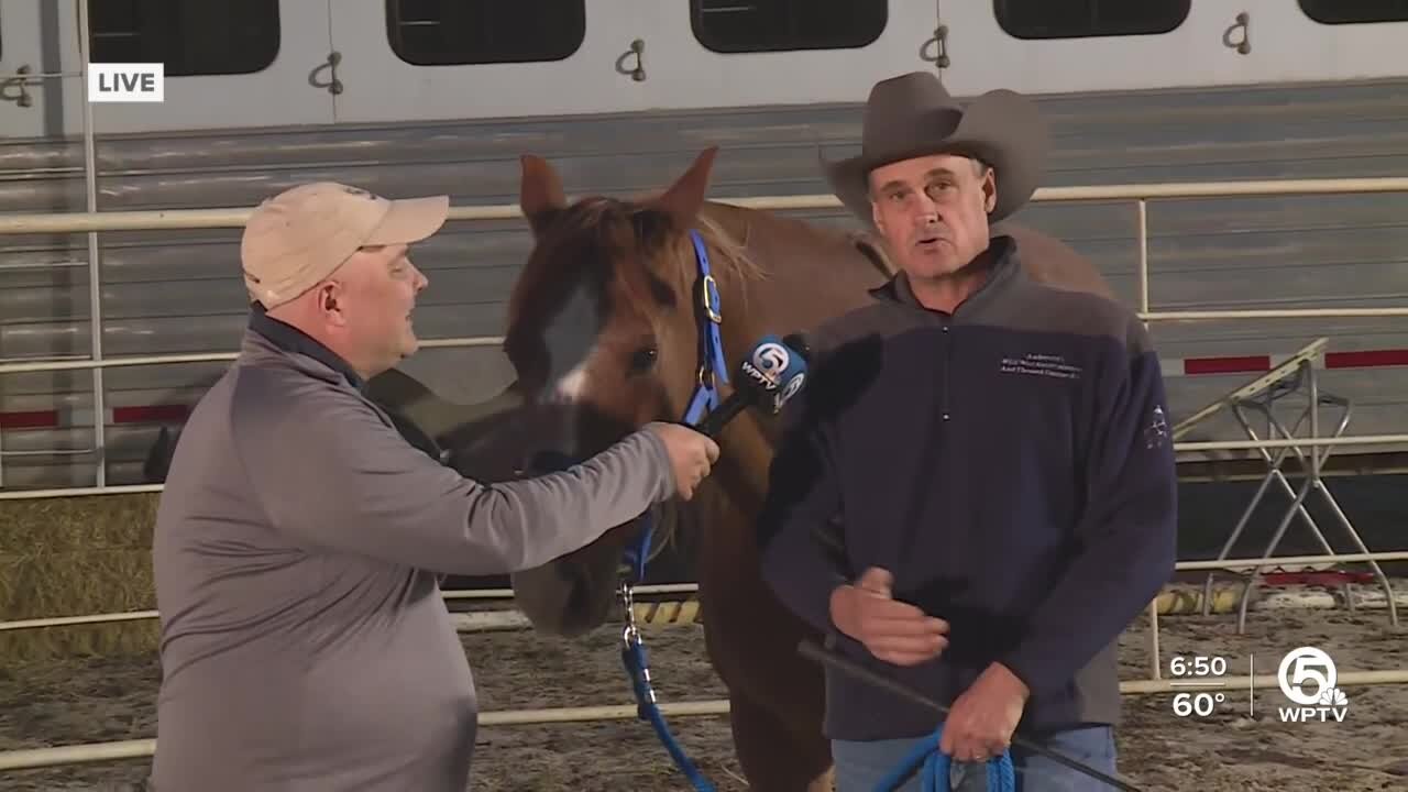 Horses of Hollywood Show at South Florida Fair