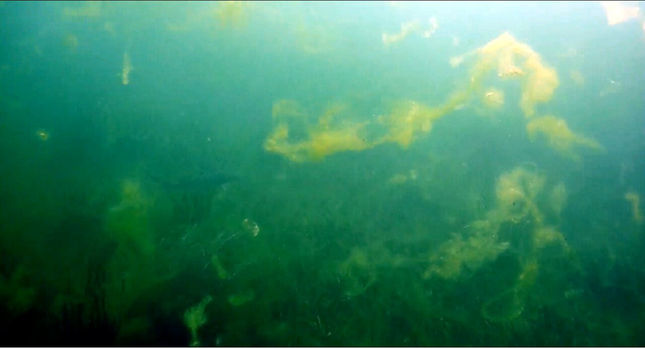 Reef Shark - Juvenile Mako - Encountered in the Florida Keys