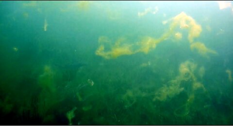 Reef Shark - Juvenile Mako - Encountered in the Florida Keys