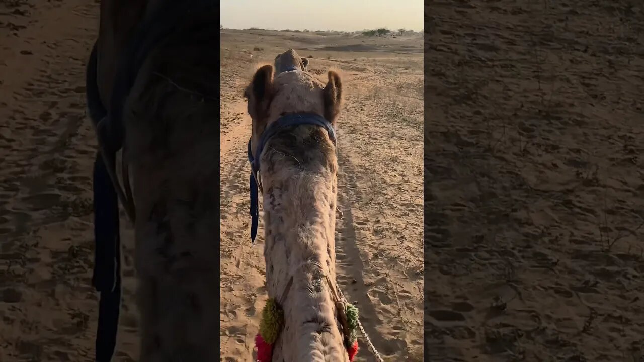 BEST TRAVEL EXPERIENCE - On a camel through the Rajasthani desert #travel