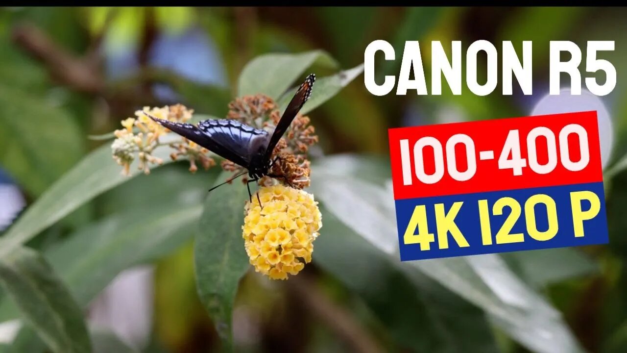 Canon EOS R5 and RF 100-400 4K 120 fps Video