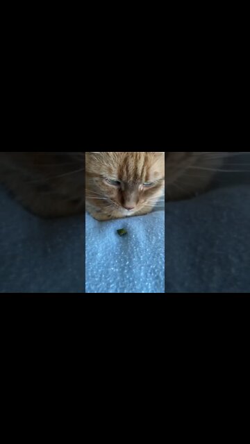 Feeding my cat a treat