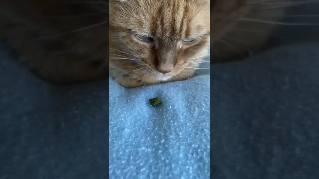 Feeding my cat a treat