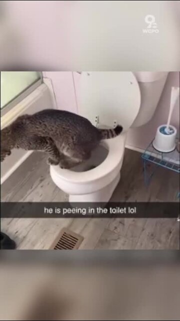 Meet one Kentucky family's potty-trained pet bobcat