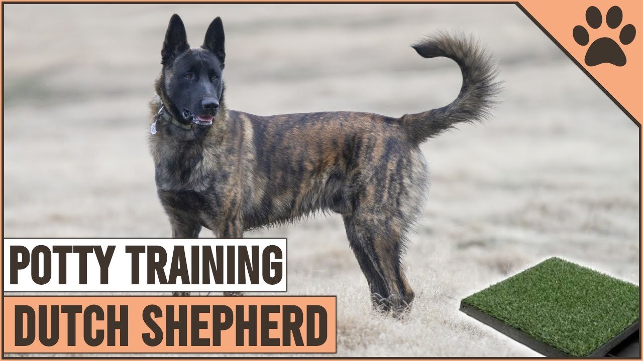 How To Potty Train A Dutch Shepherd