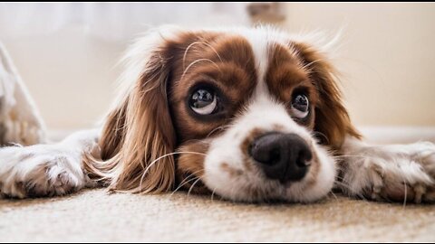 Baby Dogs - Cute and Funny Dog