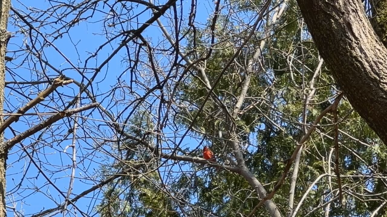 Beautiful Northern Cardinal Calling | Rogers Reservoir Conservation Area