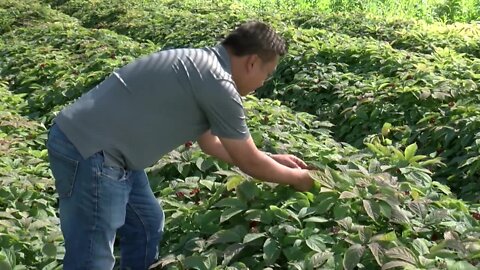 Road to November: Wisconsin ginseng farmer shares biggest concerns ahead of Election Day