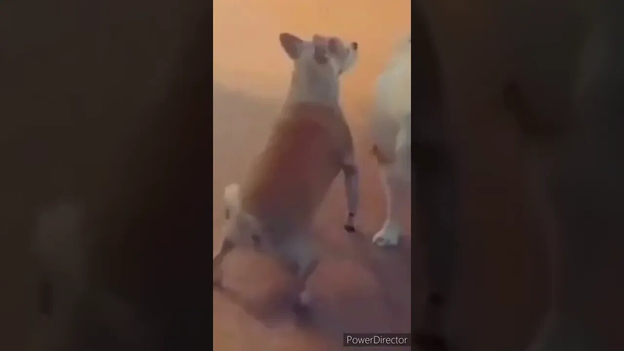 Hit 👍 & SUBSCRIBE for part 2 #funny #animalesdivertidos #animales #funnyanimals #animals