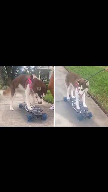 Only way this husky goes for a walk is on a skateboard