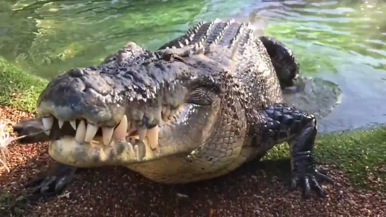 Crocodilo gigante almoçando #shorts