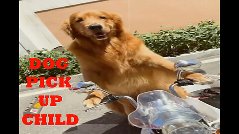 Dog Pickup Owner Child | SG Explain #dog #usa #Doglove #animal