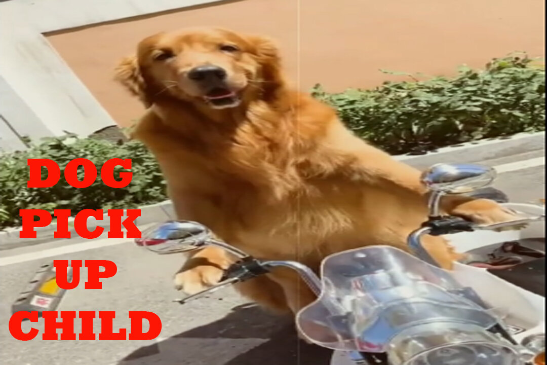 Dog Pickup Owner Child | SG Explain #dog #usa #Doglove #animal