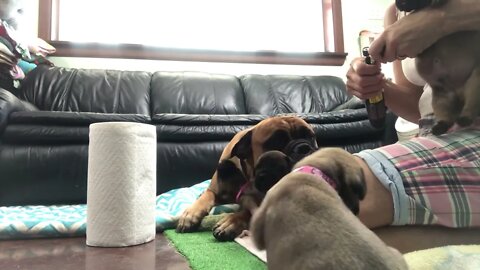 Dremeling puppy nails