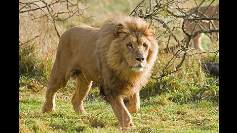 "The Majesty of the King: A Lion Walking in the Wild"🦁🔥