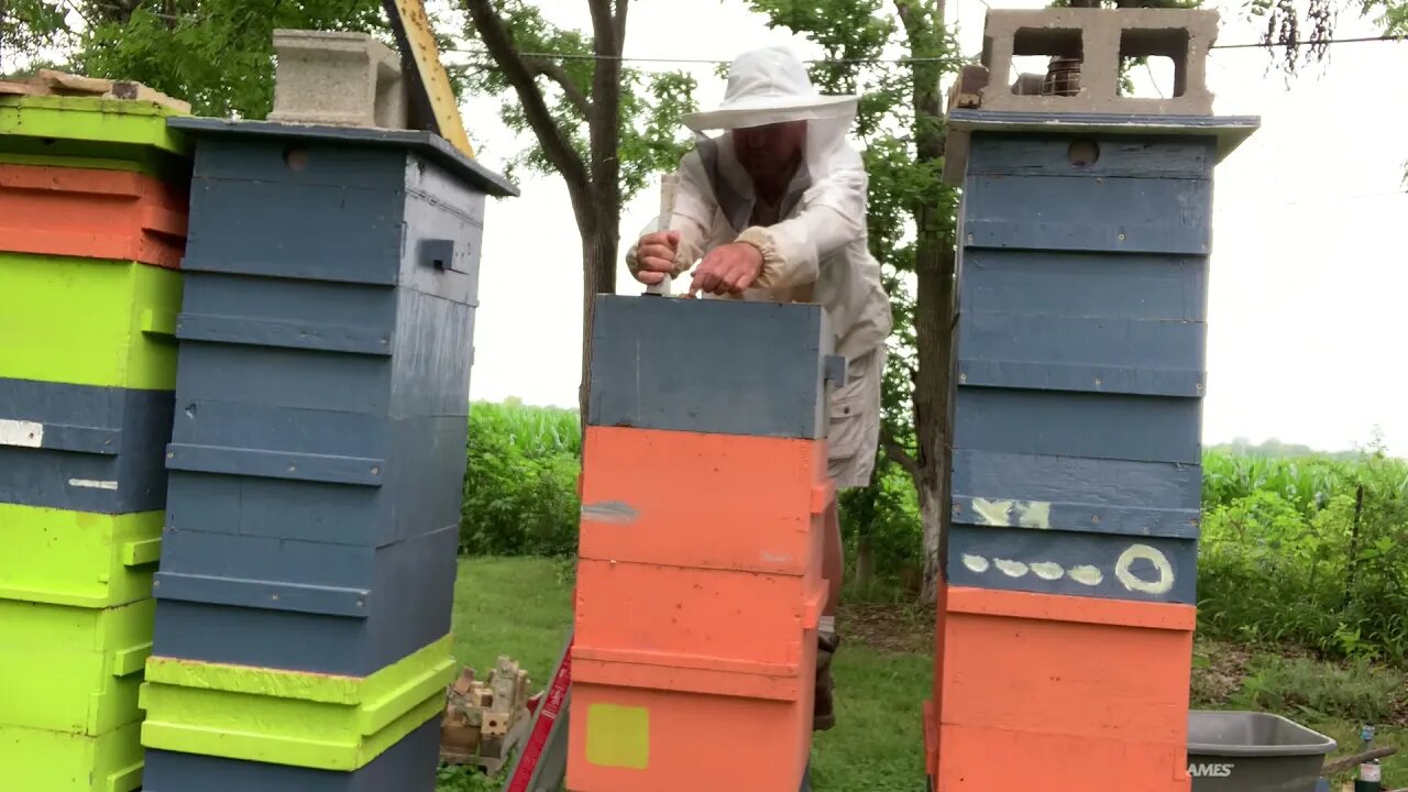 S4E21 - JULY 10, 2021 - STING, STANG, STUNG!