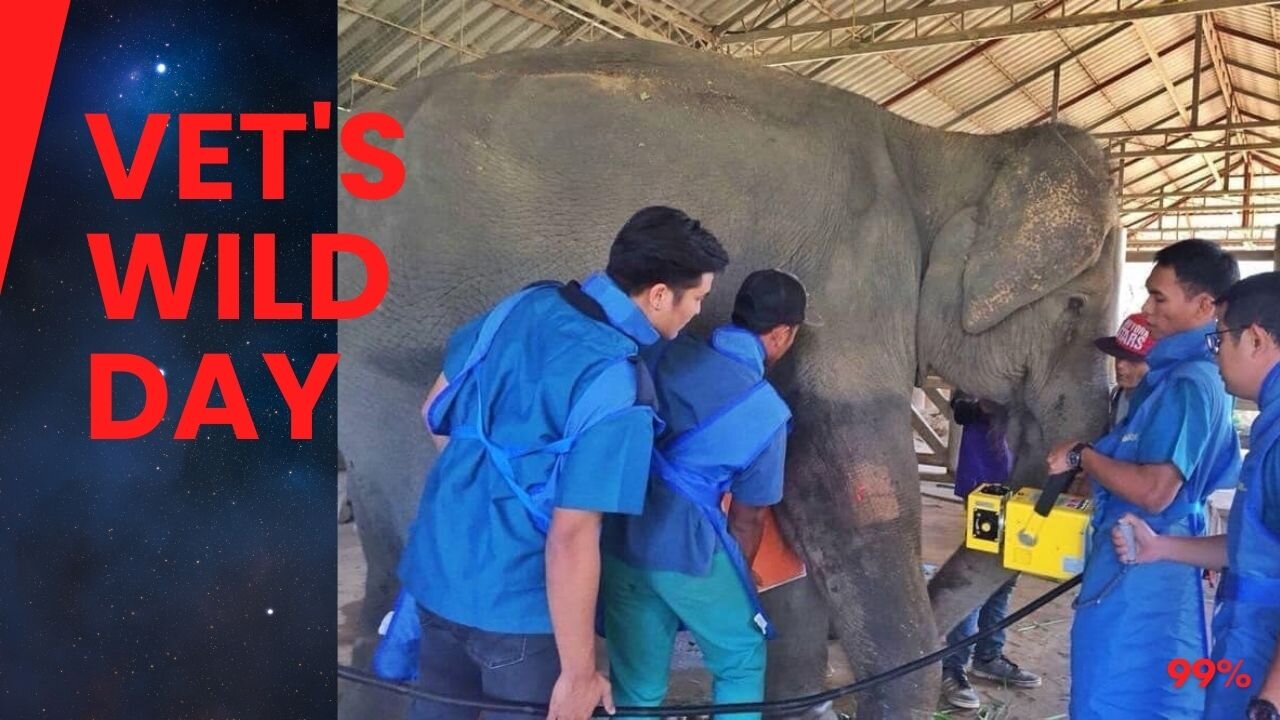 Inside the Life of an Elephant Vet: Surprises and Healing at Elephant Nature Park