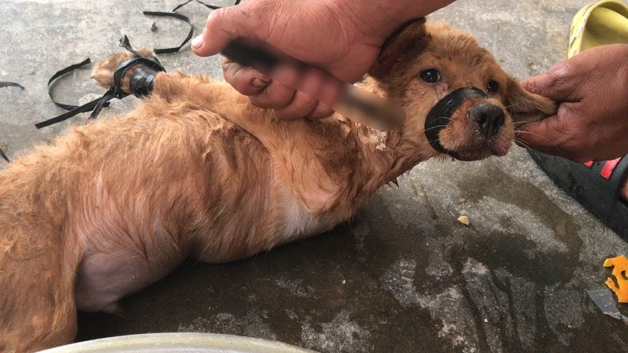 Rescue the little dog from the drunk man who wants to eat him